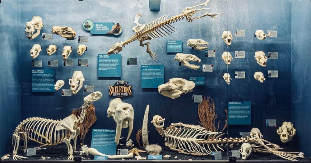 penis bone of a walrus on display next to walrus skull and skeletons. it is very large, around 1 meter long